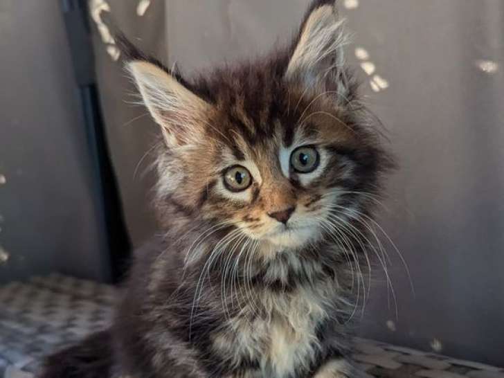 Des chatons Maine Coons disponibles à la réservation (LOOF)