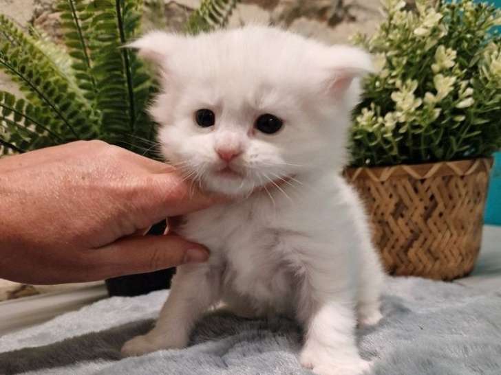 À réserver 1 chaton mâle Maine Coon LOOF