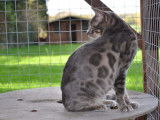 Femelle Bengal bleue à vendre