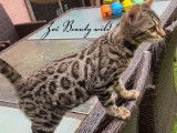 Chatte bengal LOOF qualité expo