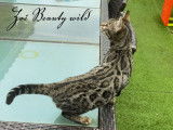 Chatte bengal LOOF qualité expo