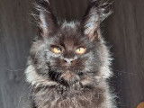 À réserver, 2 chatons mâles Maine Coon LOOF