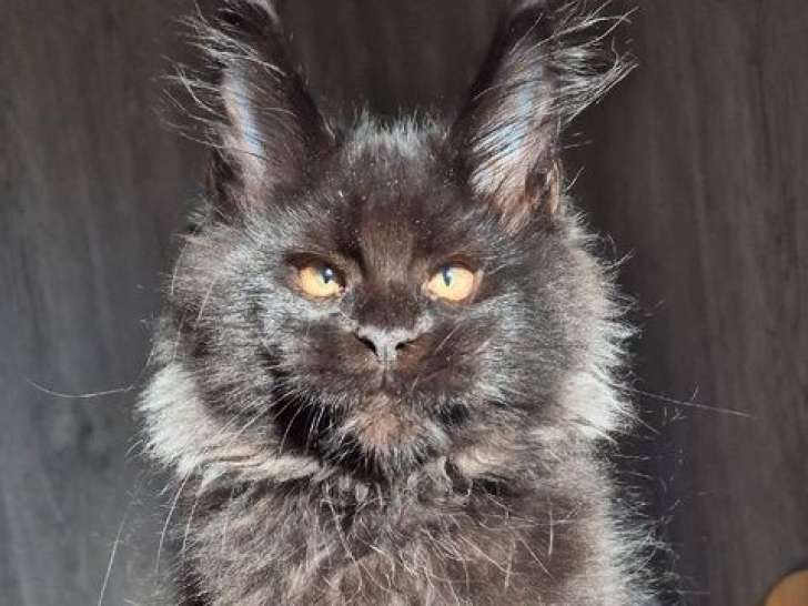 À réserver, 2 chatons mâles Maine Coon LOOF