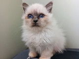 4 chatons Sacrés de Birmanie LOOF à réserver
