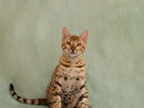1 chaton femelle Bengal LOOF à réserver