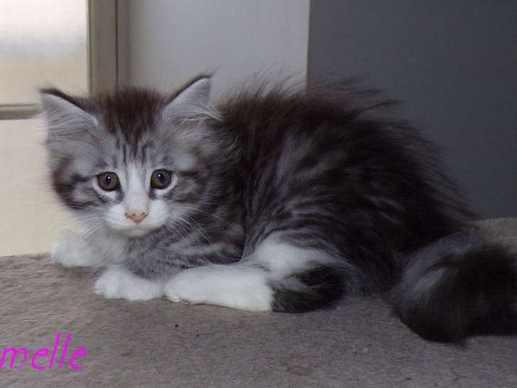 4 chatons Maine Coon LOOF à réserver