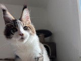 À réserver : chaton mâle Maine Coon LOOF