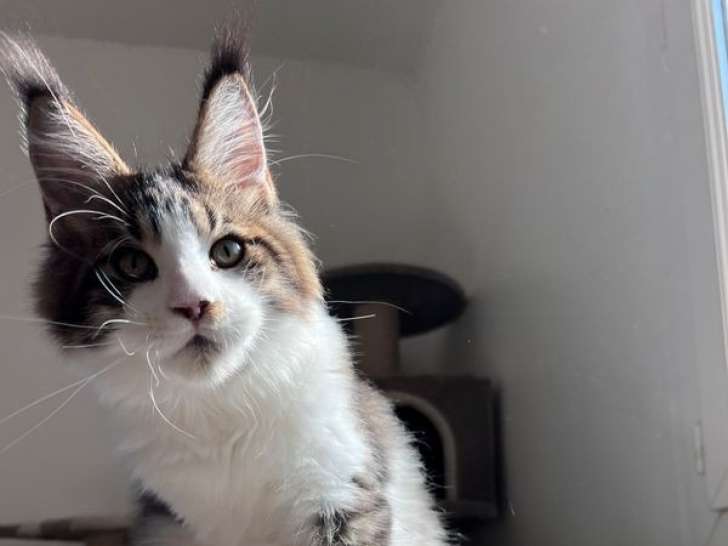 À réserver : chaton mâle Maine Coon LOOF