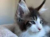 À réserver : chaton mâle Maine Coon LOOF