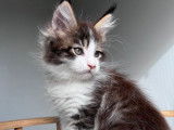 À réserver : chaton mâle Maine Coon LOOF