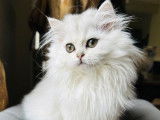 1 chaton femelle British Longhair LOOF à réserver