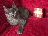 Disponible Chatonne Maine Coon LOOF