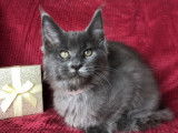 Disponible Chatonne Maine Coon LOOF