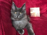 Disponible Chatonne Maine Coon LOOF