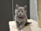 Chaton British Shorthair LOOF à réserver