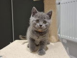 Chaton British Shorthair LOOF à réserver