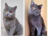 Chaton British Shorthair LOOF à réserver