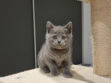 Chaton British Shorthair LOOF à réserver