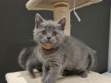 Chaton British Shorthair LOOF à réserver