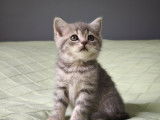 3 chatons British Shorthair et Longhair LOOF à réserver