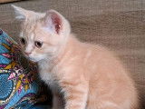 4 chatons Scottish et Highland Straight LOOF à réserver