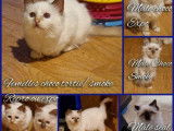 Chatons et adultes Sacrés de Birmanie LOOF à réserver