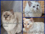 Chatons et adultes Sacrés de Birmanie LOOF à réserver