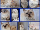 Chatons et adultes Sacrés de Birmanie LOOF à réserver