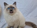Chatons et adultes Sacrés de Birmanie LOOF à réserver