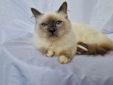 Chatons et adultes Sacrés de Birmanie LOOF à réserver