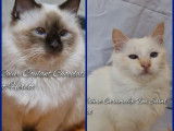 Chatons et adultes Sacrés de Birmanie LOOF à réserver