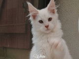 Chatons Maine Coon XXL shaded LOOF à réserver