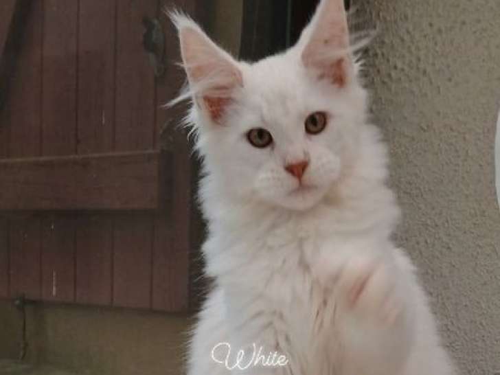 Chatons Maine Coon XXL shaded LOOF à réserver
