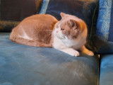 À adopter : chat femelle British Shorthair LOOF retraitée