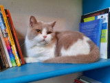 À adopter : chat femelle British Shorthair LOOF retraitée