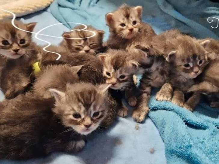 7 chatons Maine Coon LOOF à adopter