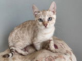 Chatons Bengal LOOF disponibles à l’achat