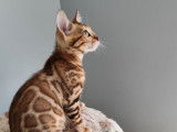 Chatons Bengal LOOF disponibles à l’achat