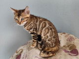 Chatons Bengal LOOF disponibles à l’achat