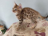 Chatons Bengal LOOF disponibles à l’achat