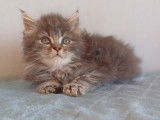 2 chatons Maine Coon non LOOF à réserver
