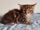 2 chatons Maine Coon non LOOF à réserver