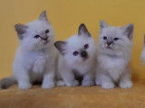 10 chatons Sacrés de Birmanie LOOF à réserver