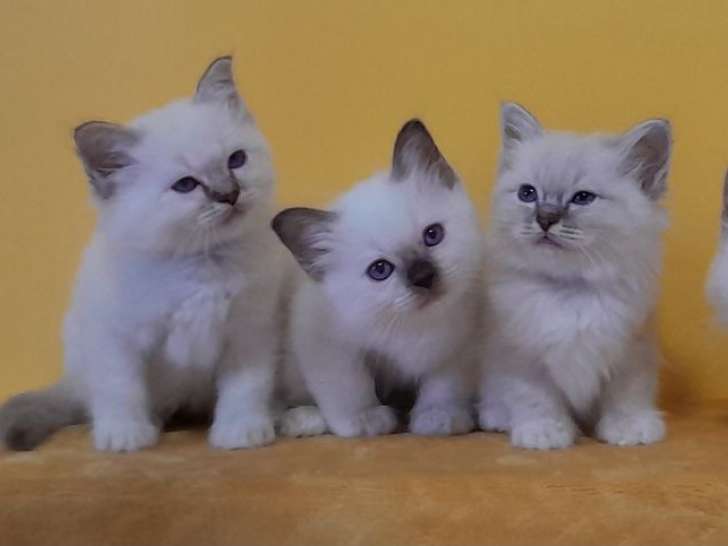 10 chatons Sacrés de Birmanie LOOF à réserver