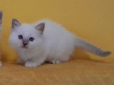 10 chatons Sacrés de Birmanie LOOF à réserver