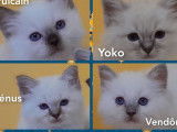 10 chatons Sacrés de Birmanie LOOF à réserver