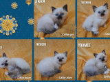 10 chatons Sacrés de Birmanie LOOF à réserver
