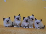 10 chatons Sacrés de Birmanie LOOF à réserver