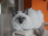 10 chatons Sacrés de Birmanie LOOF à réserver