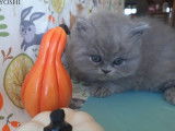 4 chatons British Shorthair bleus LOOF à réserver